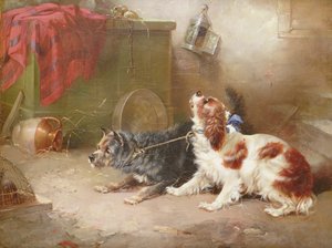 Bir Teriyer ve Bir Kral Charles Spaniel Bir Fareyi Korkutuyor